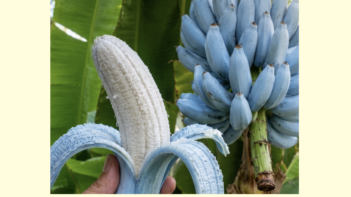 banano azul Blue Java.png